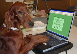 Dog typing at laptop